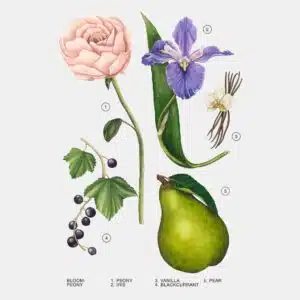 ادوپرفیوم پئونی زارا زنانه 90 ML تحت لیسانس PEONY ZARA