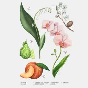 ادوپرفیوم زنانه زارا ارکید 90 ML تحت لیسانس ORCHID ZARA EAU DE PARFUM